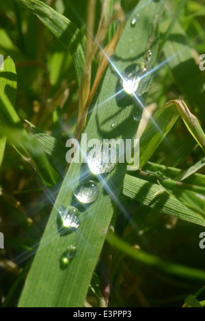 Les gouttelettes d'eau à partir de la rosée du matin on leaf Banque D'Images