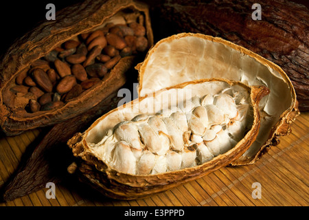 Cosses de fèves de cacao Chocolat avec écrou à l'intérieur des fruits. Sertagex Banque D'Images