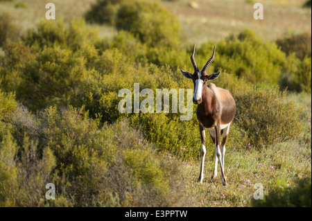 Bontebok, Damaliscus pygargus pygarus, Bushmans Kloof Wilderness, Afrique du Sud Banque D'Images