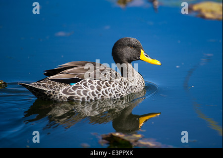 Canard à bec jaune (Anas undulata), Bushmans Kloof Wilderness, Afrique du Sud Banque D'Images