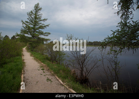 Seney, Michigan - un sentier de randonnée à Seney National Wildlife Refuge. Banque D'Images