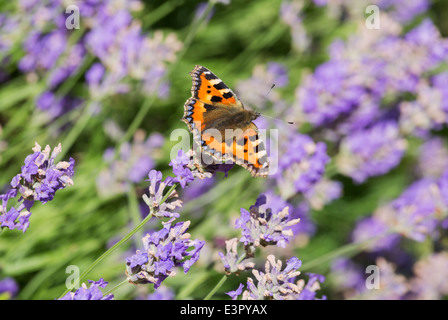 Les petites écailles de papillon, Aglais urticae sur Hidcote Blue Lavande, Lavandula angustifolia 'Hidcote' en Angleterre en juin. Banque D'Images