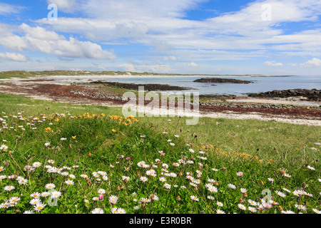 Fleurs sauvages poussant dans les prairies "machair" sur la côte ouest. Plage de Traigh ira Balranald, North Uist, Outer Hebrides, Western Isles, Ecosse, Royaume-Uni Banque D'Images