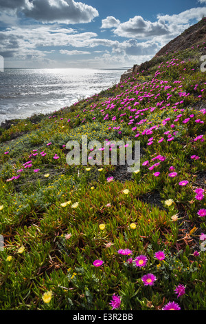 Mesembryanthemum, alias ice plant, sur les falaises au-dessus de Praia de Falesia Beach sur l'Algarve, au Portugal. Banque D'Images