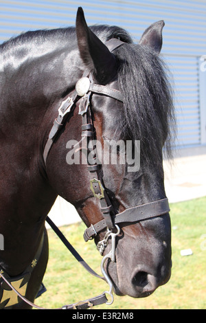 Portrait d'un cheval frison noir Banque D'Images