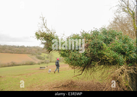 Walker femelle avec un schnauzer nain près de Winchcombe dans les Cotswolds, Gloucestershire, England, UK Banque D'Images