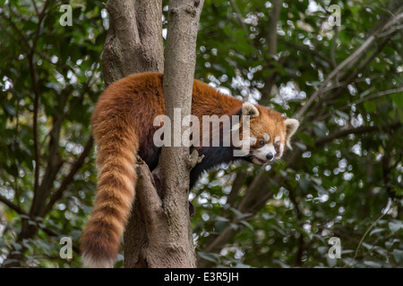 Le panda rouge dans un arbre, Panda Base de recherche, Chengdu, Chine Banque D'Images