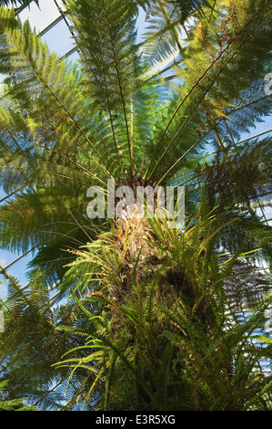 Fougère arborescente dans la serre du Jardin botanique royal d'Édimbourg, en Écosse. Banque D'Images