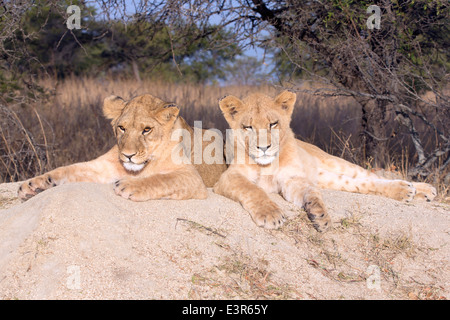 Lion Panthera leo. Une paire de jeune lion reposant sur un rocher dans le soleil de midi planification il prochain méfait Banque D'Images