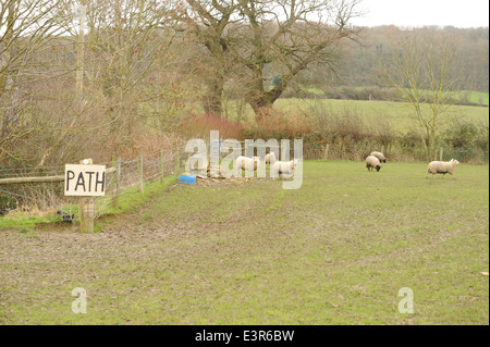 Moutons dans un champ avec un panneau de chemin attaché à un poteau en bois près de Winchcombe dans les Cotswolds, Gloucestershire, Angleterre, Royaume-Uni Banque D'Images