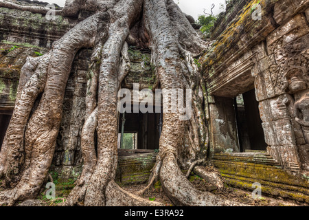 Cambodge voyage historique concept - la pierre ancienne porte et les racines des arbres, ruines du temple Ta Prohm, Angkor, Cambodge Banque D'Images