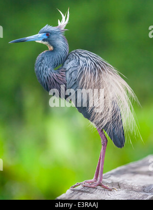 Aigrette tricolore (Egretta tricolor) en plumage nuptial Banque D'Images