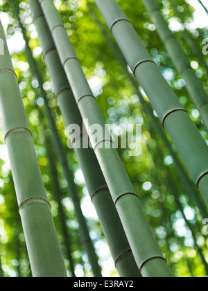 Forêt de bambous d'Arashiyama de tiges de bambou gros plan, Kyoto, Japon. Banque D'Images