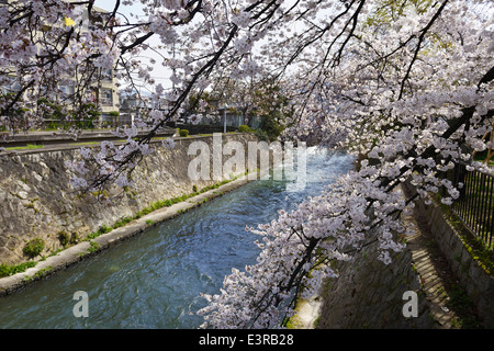 Cherry Blossom sur rivière canal dans Sakyo-ku, Kyoto, Japon Banque D'Images