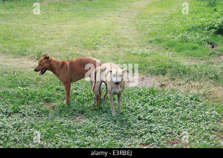 Chien de reproduction Banque D'Images