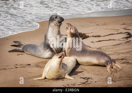 Les éléphants de mer sur la plage de Californie, Piedras Blancas, ayant apparemment une conversation ! (Mirounga angustirostris) Banque D'Images
