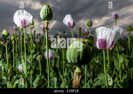 Papaver somniferum, les graines de pavot à opium se trouvent au champ Banque D'Images