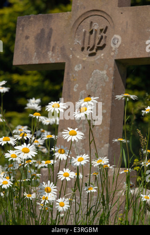 Ox-eye tribunes croissant dans le cimetière de conservation au printemps Norfolk Banque D'Images