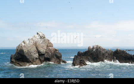 Paysages côtiers rocheux y compris un certains oiseaux à des Sept îles en Bretagne, France Banque D'Images