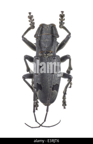 Coleoptera, Cerambycidae ; Morimus funereus ; mâle ; Mulsant 1863 ; L : 60mm Banque D'Images