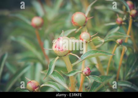 Les jeunes bourgeons Unblown pivoine dans le jardin, stock photo Banque D'Images