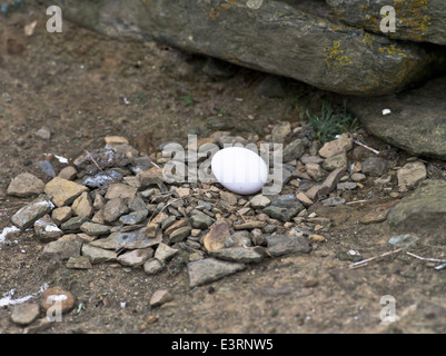 dh Fulmar OISEAUX Royaume-Uni Fulmar oiseaux oeuf Nord Ronaldsay Orkney oeufs nids oiseau roc nid fulmarus glacialis Banque D'Images