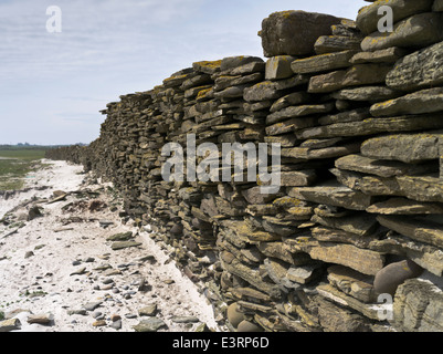 Dh NORTH RONALDSAY SEC ORCADES dyke stane mur de pierre pour garder les moutons sur la mer Banque D'Images