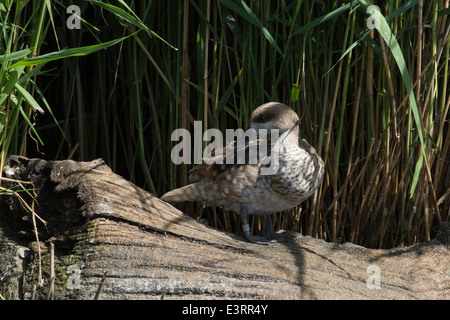 Marbré de canard, (Marmaronetta angustirostris) sarcelle marbrée aka Banque D'Images