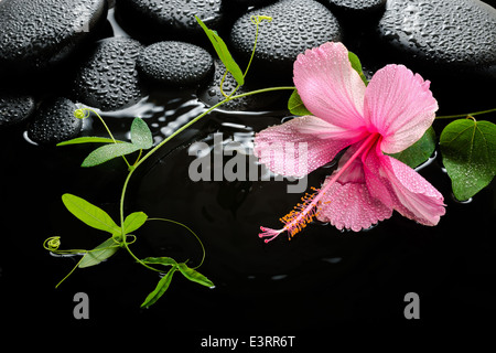 Spa concept avec hibiscus fleur sur le massage pierres et gouttes Banque D'Images