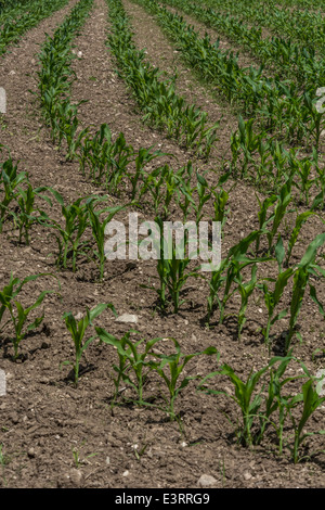 Rangées de maïs semé / maïs / Zea mays. Culture du maïs sucré au Royaume-Uni, alimentation en culture sur le terrain. Modèle de récolte de champ. Banque D'Images