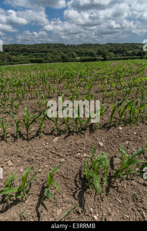 Des champs verts de l'Angleterre. Rangées de maïs plantées de maïs / Zea mays dans les premiers stades de croissance. Se concentrer sur l'adoucit. Métaphore de la sécurité alimentaire. Banque D'Images