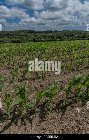 Champs verts d'Angleterre concept. Rangées de maïs plantées de maïs / Zea mays dans les premiers stades de croissance. Métaphore de la sécurité alimentaire / nourriture croissante. Banque D'Images