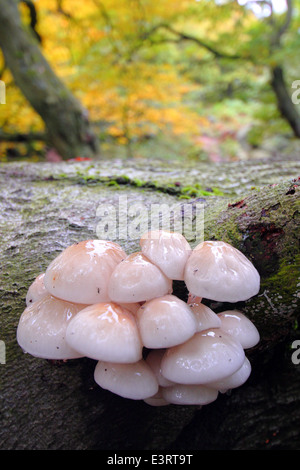 Toadstools se développer sur un tronc d'arbre en décomposition, tombé dans un ancien caduques dans le Peak District, Derbyshire - automne Banque D'Images