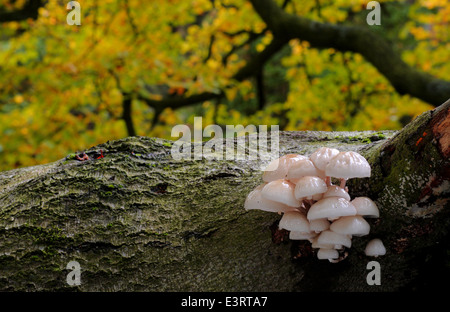 Toadstools se développer sur un tronc d'arbre en décomposition, tombé dans un ancien caduques dans le Peak District, Derbyshire - automne Banque D'Images