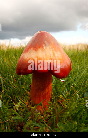 Les sorcières (conicoides waxcap hygrocybe) champignons pousse dans l'herbe courte sous un ciel d'orage , Derbyshire, Angleterre, Royaume-Uni Banque D'Images