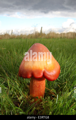 Les sorcières (conicoides waxcap hygrocybe) champignons pousse dans l'herbe courte sous un ciel d'orage , Derbyshire, Angleterre, Royaume-Uni Banque D'Images