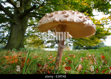 Une coulemelle (macrolepiota procera) croissant sur les herbages près d'un chêne dans le Derbyshire, Angleterre, Royaume-Uni - automne Banque D'Images