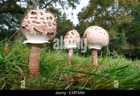 Un trio de champignons comestibles parasol (macrolepiota procera) poussent sur les herbages dans un champ dans le Derbyshire, Angleterre, RU Banque D'Images