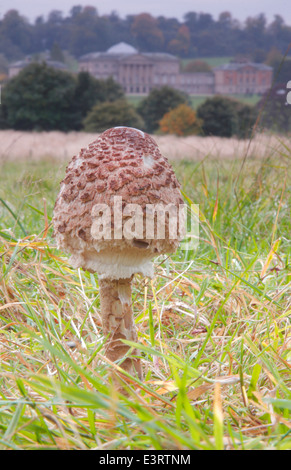 Une coulemelle (macrolepiota procera) pousse sur le champ à la prairie à Kedleston Hall, Derbyshire, Angleterre, Royaume-Uni - automne Banque D'Images