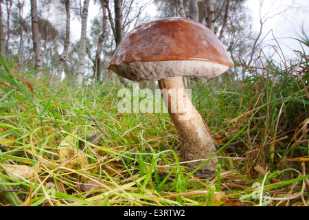 Un bouleau brun le guide des champignons (bolets) champignons poussant sur l'herbe en bois de bouleau verruqueux, Peak District, Derbyshire, Angleterre, Royaume-Uni Banque D'Images
