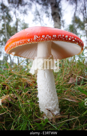 Les champignons toxiques agaric fly grandit sous les bouleaux d'argent dans la forêt dans le Peak District, Derbyshire, Royaume-Uni Banque D'Images