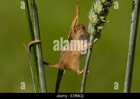 La récolte européenne (Souris Micromys minutus) Banque D'Images