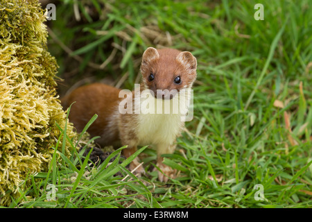 } {Hermine Mustela erminea Hermine aka quand en hiver fourrure Banque D'Images