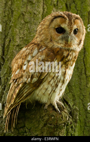 Tawny Owl (Strix Aluco enr.) Banque D'Images