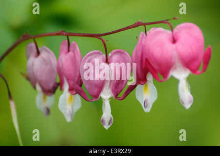 Une arche de bleeding heart rose ( Lamprocapnos spectabilis,) en fleur, England, UK - été Banque D'Images