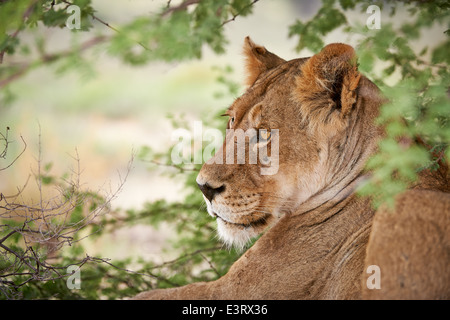 Visage d'une lionne (Panthera leo) Kgalagadi Transfrontier Park, Kalahari, Afrique du Sud, Botswana, Africa Banque D'Images