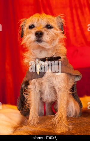 28 Juin, 2014 Stirling. Le Border Terrier à la bataille de Bannockburn re-enactment. Banque D'Images