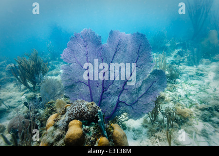 Purple sea fan affiché sur le disque de corail sur les récifs coralliens au large de la côte du Belize Banque D'Images