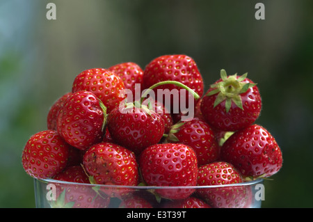 Bol en verre de fraises fraîches dans le jardin Banque D'Images