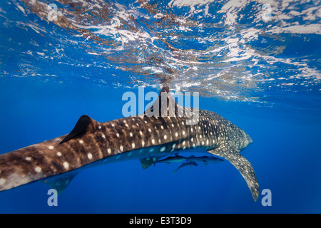 Plongeurs vue rapprochée du requin baleine , Rhincodon typus, avec deux petits poissons sous le ventre Banque D'Images